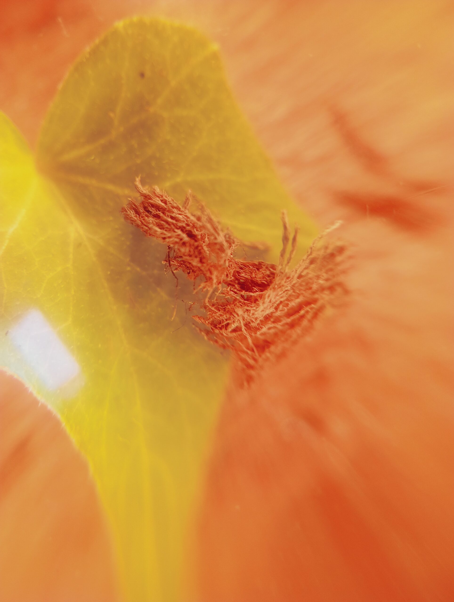 Oculus – Image 6